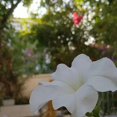 Apartment Porfiras
